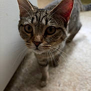 Jax joined the competition — help win amazing prizes! animal, cat, closeup, curious, cute, domestic, ears, eyes, feline, floor, fur, indoor, mammal, nose, pet, portrait, tabby, walking, whiskers, young