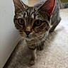 animal, cat, closeup, curious, cute, domestic, ears, eyes, feline, floor, fur, indoor, mammal, nose, pet, portrait, tabby, walking, whiskers, young