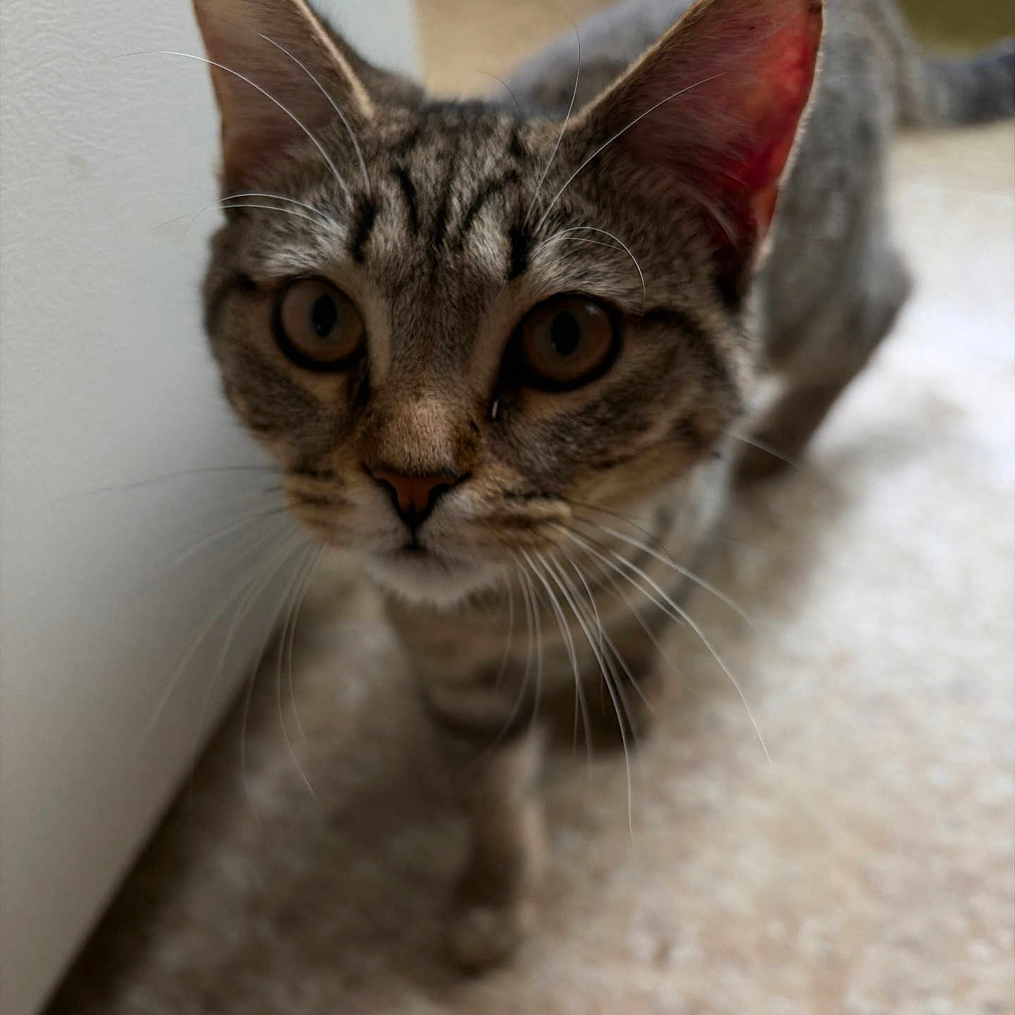 Jax