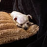 Milo a rejoint le concours — aidez-le/la à gagner de superbes lots ! puppy, dog, sleeping, blanket, cozy, fur, pet, indoor, cute, small, resting, animal, canine, soft, comfort, home, relax, nap, white, adorable