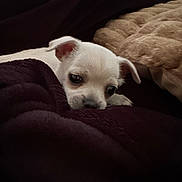 Milo participe au concours pour gagner de l'argent avec cette photo : puppy, dog, white, small, cute, blanket, snuggling, cozy, pet, indoor, soft, fur, young, animal, resting, closeup, sleepy, companion, comfort, warm