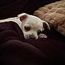 puppy, dog, white, small, cute, blanket, snuggling, cozy, pet, indoor, soft, fur, young, animal, resting, closeup, sleepy, companion, comfort, warm