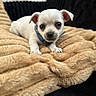 Milo participe au concours pour gagner de l'argent avec cette photo : puppy, dog, small_dog, white_dog, blanket, plush_blanket, indoor, pet, cute, animal, fur, collar, resting, lying_down, looking_at_camera, domestic_animal, cozy, soft_texture, close_up, adorable