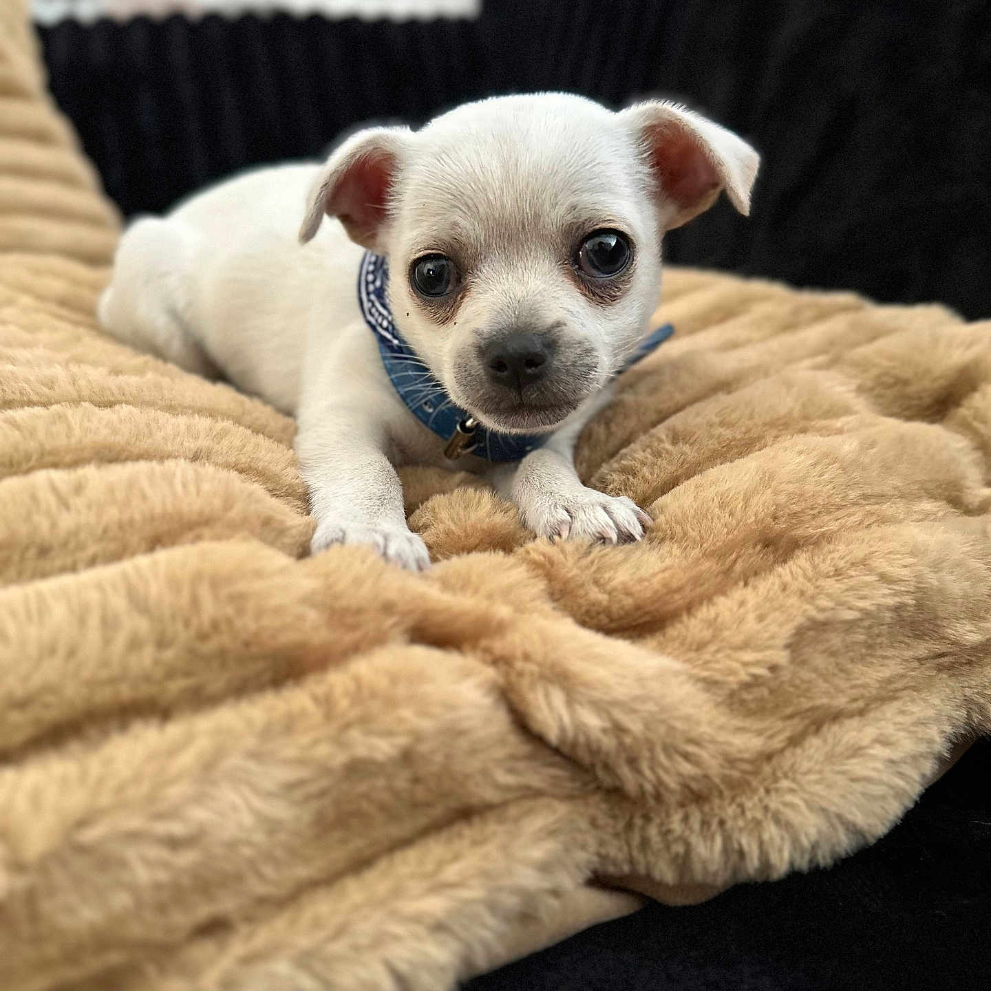 Milo