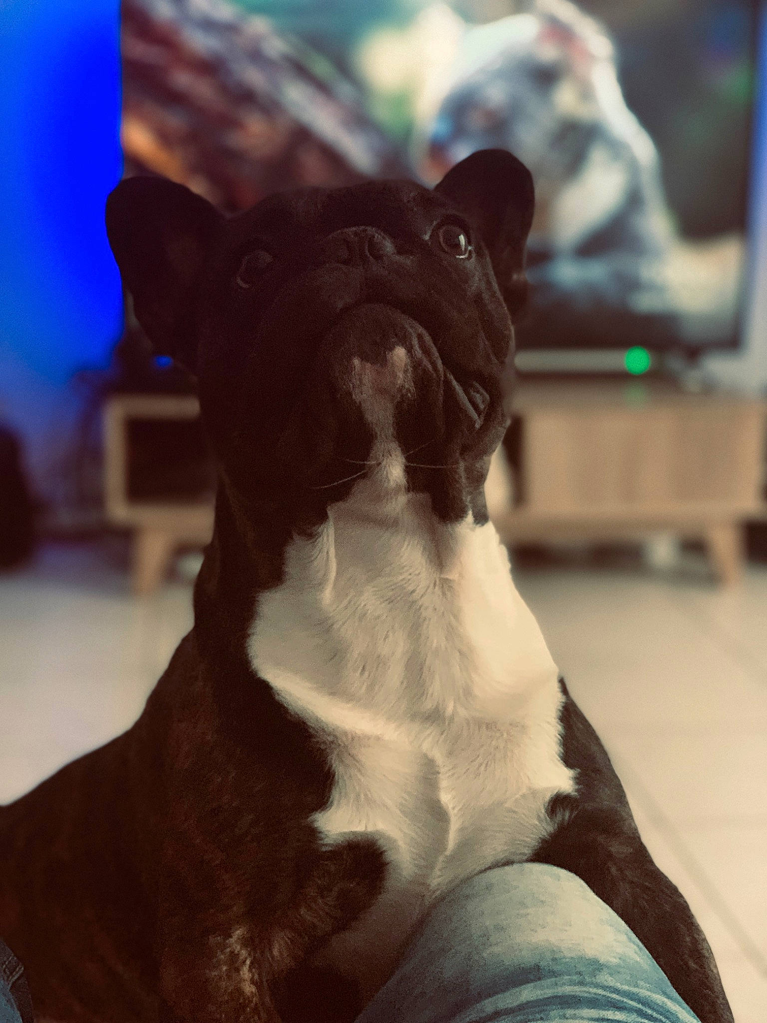 Lasko a rejoint le concours — aidez-le/la à gagner de superbes lots ! boston_terrier, canidae, carnivore, companion_dog, dog, dog_breed, ear, fawn, french_bulldog, non_sporting_group, snout