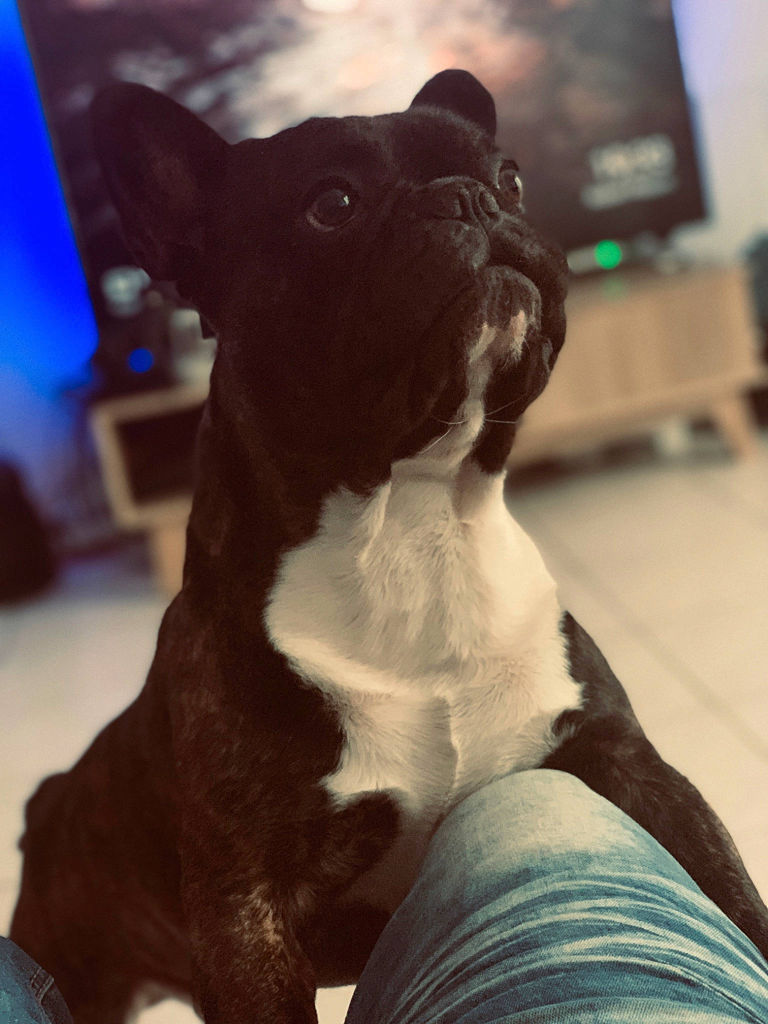 Lasko a rejoint le concours — aidez-le/la à gagner de superbes lots ! boston_terrier, canidae, carnivore, companion_dog, dog, dog_breed, fawn, french_bulldog, mammal, non_sporting_group, puppy, snout, toy_bulldog, vertebrate