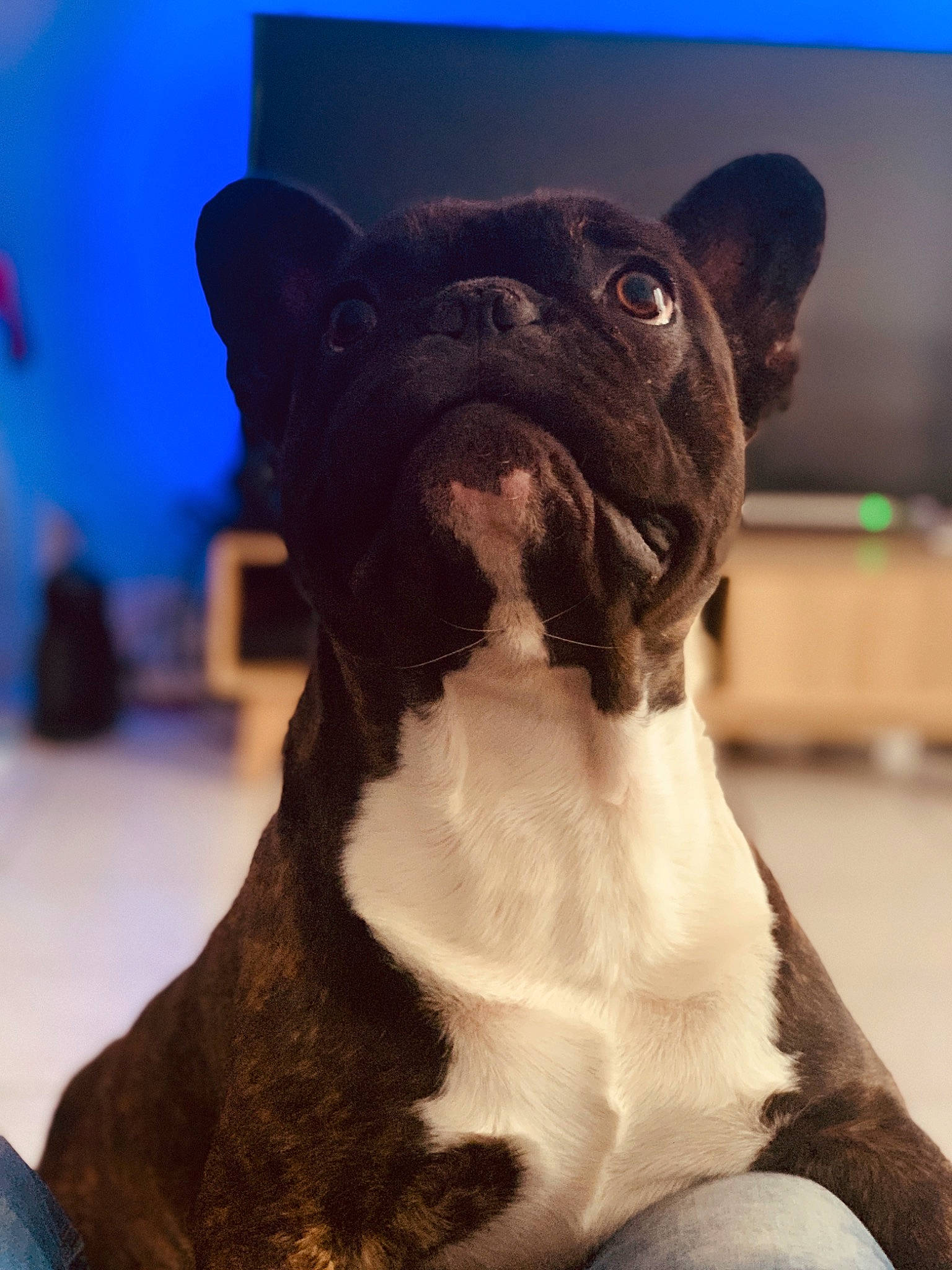 Lasko participe au concours pour gagner de l'argent avec cette photo : american_bulldog, boston_terrier, bulldog, canidae, carnivore, companion_dog, dog, dog_breed, fawn, french_bulldog, mammal, non_sporting_group, old_english_bulldog, olde_english_bulldogge, puppy, snout, toy_bulldog, vertebrate