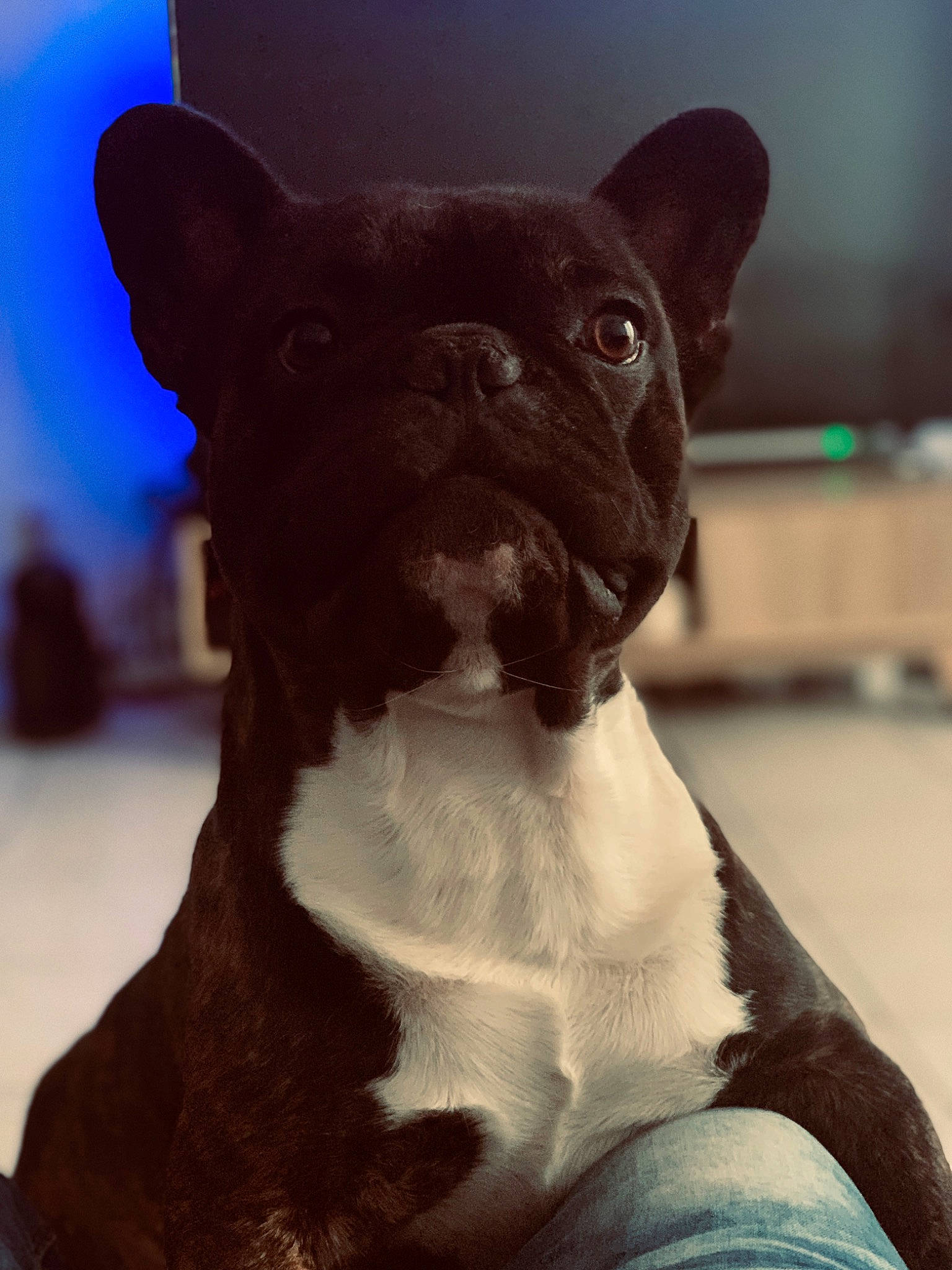 Lasko participe au concours pour gagner de l'argent avec cette photo : boston_terrier, canidae, carnivore, companion_dog, dog, dog_breed, fawn, french_bulldog, mammal, non_sporting_group, snout, vertebrate, whiskers