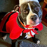 Tyrant is registered to the contest to win money with this photo: dog, holiday_costume, santa_hat, red_cape, black_and_white_fur, pet, indoor, carpet, fur, canine, costume, animal, cute, festive, looking_up, collar, paw, domestic_animal, mammal, companion
