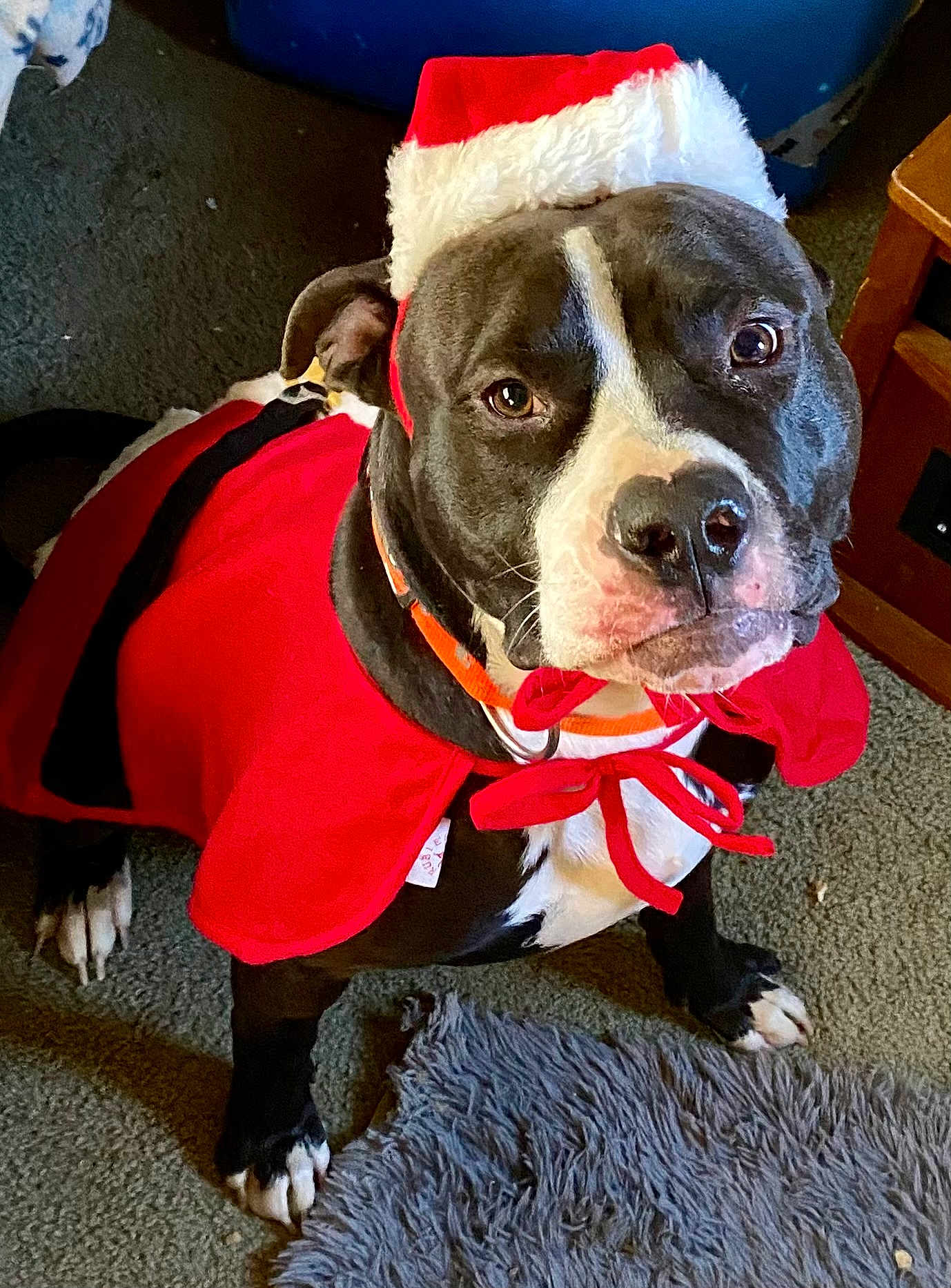 Tyrant is registered to the contest to win money with this photo: dog, holiday_costume, santa_hat, red_cape, black_and_white_fur, pet, indoor, carpet, fur, canine, costume, animal, cute, festive, looking_up, collar, paw, domestic_animal, mammal, companion