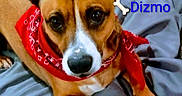 Dizmo joined the competition — help win amazing prizes! animal, bandana, blanket, bone, brown_fur, canine, closeup, companion, cute, dog, domestic_animal, ears, fur, indoor, lying_down, paws, pet, resting, snout, white_markings
