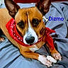 Dizmo joined the competition — help win amazing prizes! dog, bandana, bone, pet, animal, brown_fur, white_markings, ears, paws, blanket, indoor, cute, closeup, lying_down, domestic_animal, canine, snout, fur, companion, resting