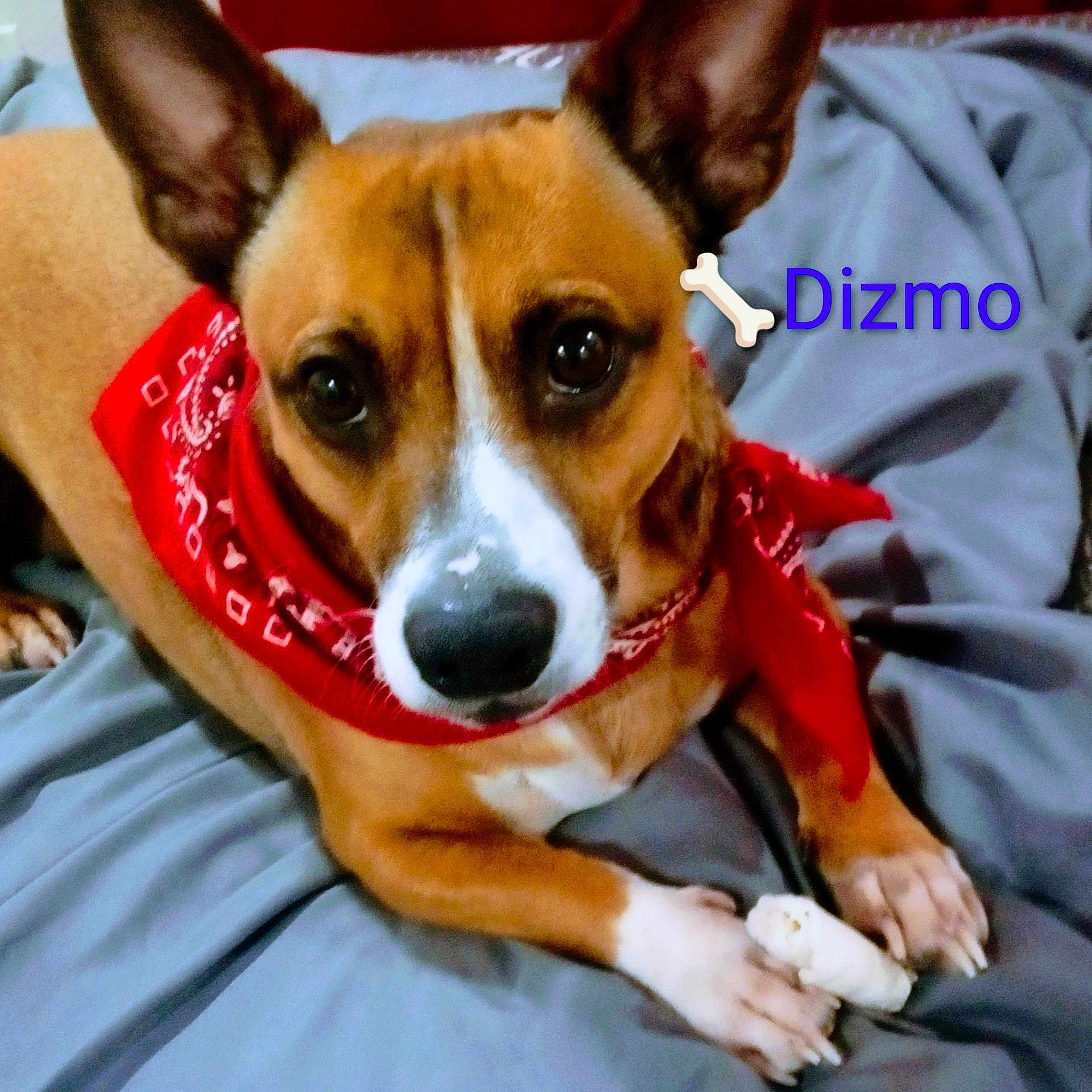 Dizmo