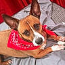 Dizmo joined the competition — help win amazing prizes! dog, pet, bandana, red_bandana, brown_dog, large_ears, bone, blanket, indoor, resting, cute, animal, canine, looking_up, fur, snout, paw, comfort, portrait, vibrant_background