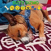 Dizmo is registered to the contest to win money with this photo: dog, sleeping, bandana, blanket, bone, pet, indoor, resting, brown_dog, cute, animal, cozy, paw, snout, ears, patterned_blanket, closeup, relaxing, domestic_animal, canine