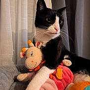 Floki participe au concours pour gagner de l'argent avec cette photo : animal, black_and_white_cat, cat, cozy, curtains, cute, feline, giraffe_toy, home, indoor, pet, pink_nose, plush_toy, relaxed, resting, soft_bed, soft_texture, stuffed_animal, toy, whiskers