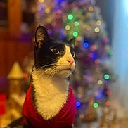 Floki a rejoint le concours — aidez-le/la à gagner de superbes lots ! animal, background_blur, black_and_white, bokeh, cat, christmas_tree, cozy, cute, decorations, ears, feline, festive, holiday, indoor, lights, pet, portrait, sitting, sweater, whiskers