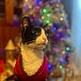 animal, background_blur, black_and_white, bokeh, cat, christmas_tree, cozy, cute, decorations, ears, feline, festive, holiday, indoor, lights, pet, portrait, sitting, sweater, whiskers