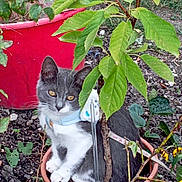 Sybelle a rejoint le concours — aidez-le/la à gagner de superbes lots ! cat, plant_pot, green_leaves, soil, outdoor, garden, pet, collar, gray_cat, white_cat, curious, sitting, flora, nature, young_cat, cute, animal, feline, small_plant, potted_plant