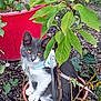 cat, plant_pot, green_leaves, soil, outdoor, garden, pet, collar, gray_cat, white_cat, curious, sitting, flora, nature, young_cat, cute, animal, feline, small_plant, potted_plant