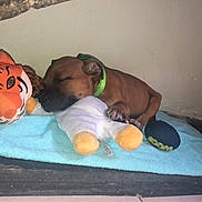 Ulk a rejoint le concours — aidez-le/la à gagner de superbes lots ! animal, brown_dog, collar, cozy, cute, dog, floor, indoor, pet, plush_toy, puppy, quiet, relaxation, resting, sleeping, stuffed_animal, tiger_face, towel, toy_ball, young_dog