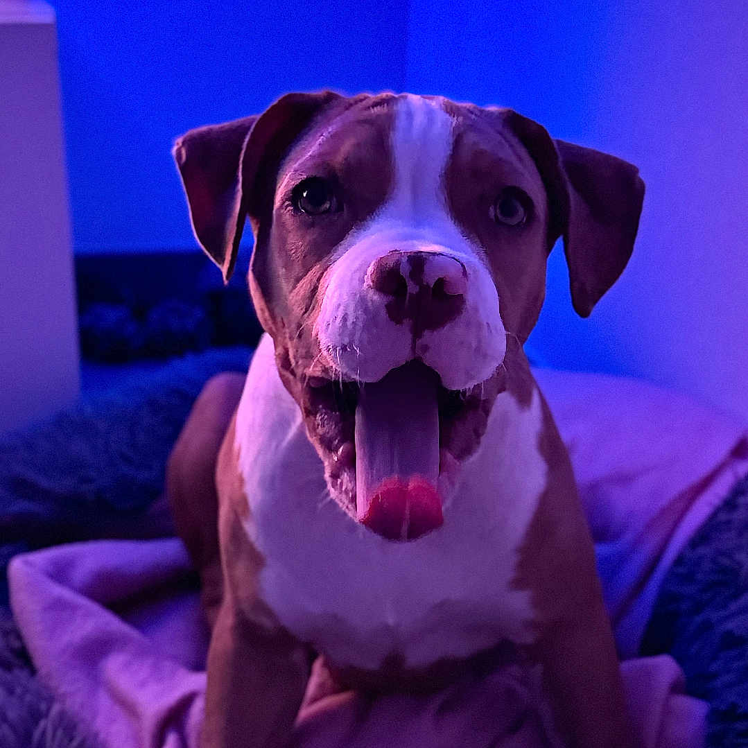 Vaya participe au concours pour gagner de l'argent avec cette photo : animal, bodypart, boxer, bulldog, canine, couch, dog, frenchbulldog, furniture, hound, labradorretriever, mouth, person, pet, pitbull, pointer, puppy, purple, snout, tongue