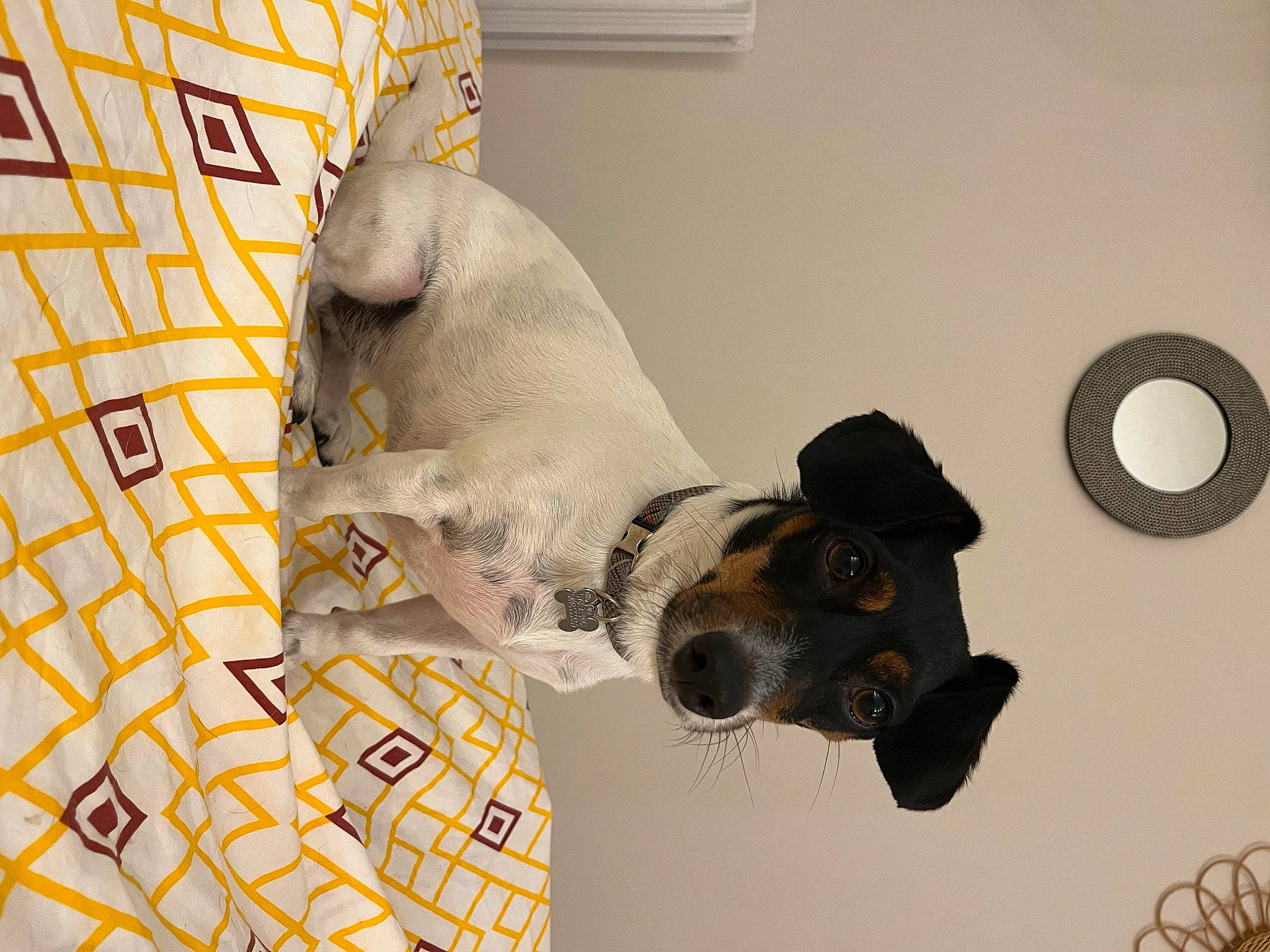 Peaky participe au concours pour gagner de l'argent avec cette photo : canidae, carnivore, circle, companion_dog, dog, dog_breed, dog_supply, fawn, non_sporting_group, pattern, paw, pet_supply, snout, sporting_group, tail, toy, visual_arts, working_animal