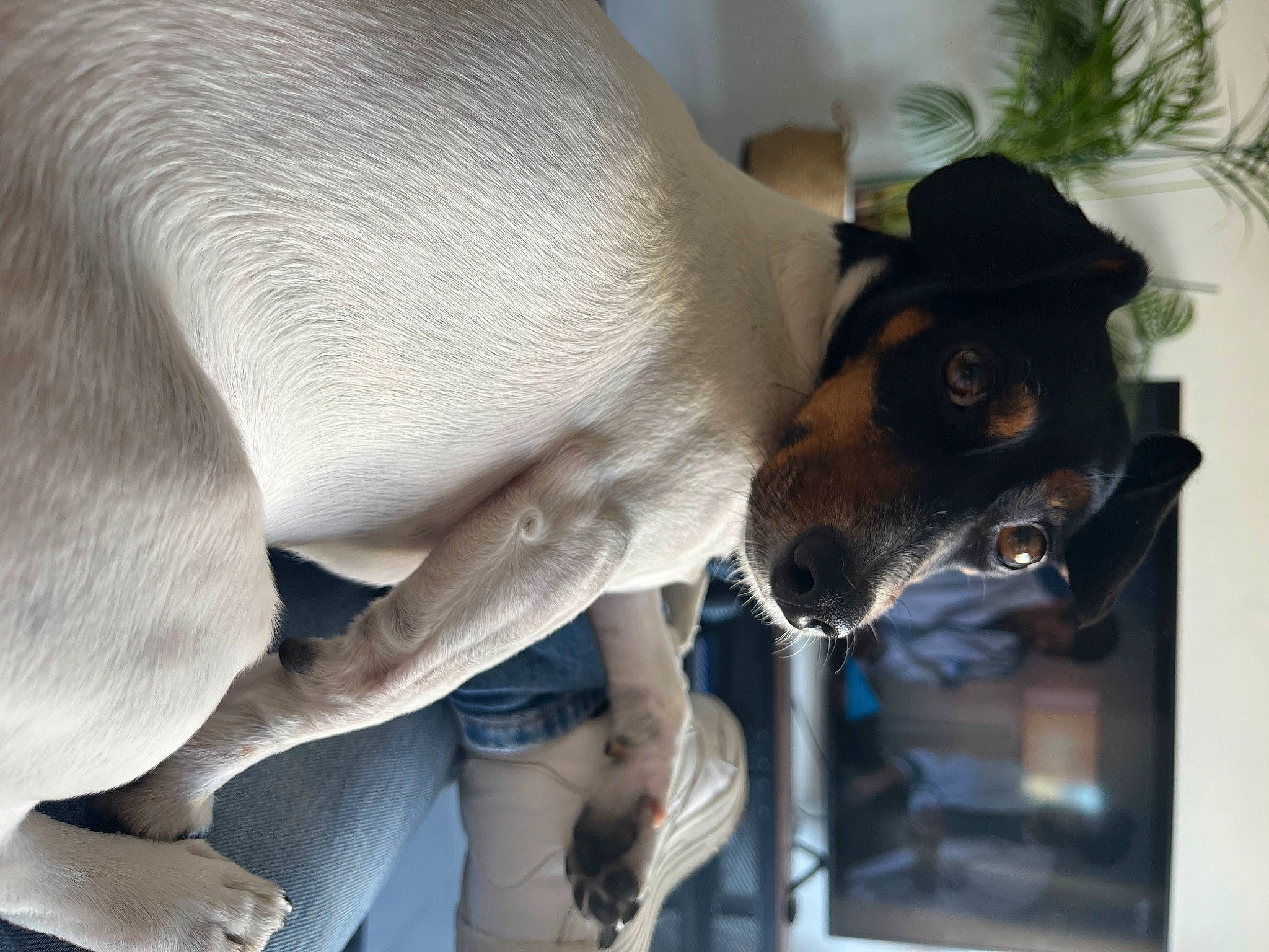 Peaky a rejoint le concours — aidez-le/la à gagner de superbes lots ! canidae, carnivore, comfort, companion_dog, dog, dog_breed, ear, elbow, eyewear, fawn, flowerpot, fur, guard_dog, houseplant, plant, snout, sunglasses, toy_dog, whiskers, working_animal