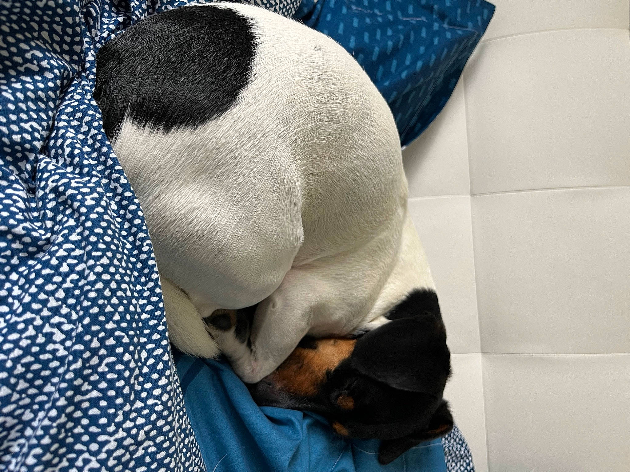 Peaky a rejoint le concours — aidez-le/la à gagner de superbes lots ! bedding, blue, canidae, carnivore, cat, comfort, companion_dog, dog_breed, electric_blue, felidae, fur, grey, linens, pattern, small_to_medium_sized_cats, snout, sporting_group, tail, terrestrial_animal, whiskers