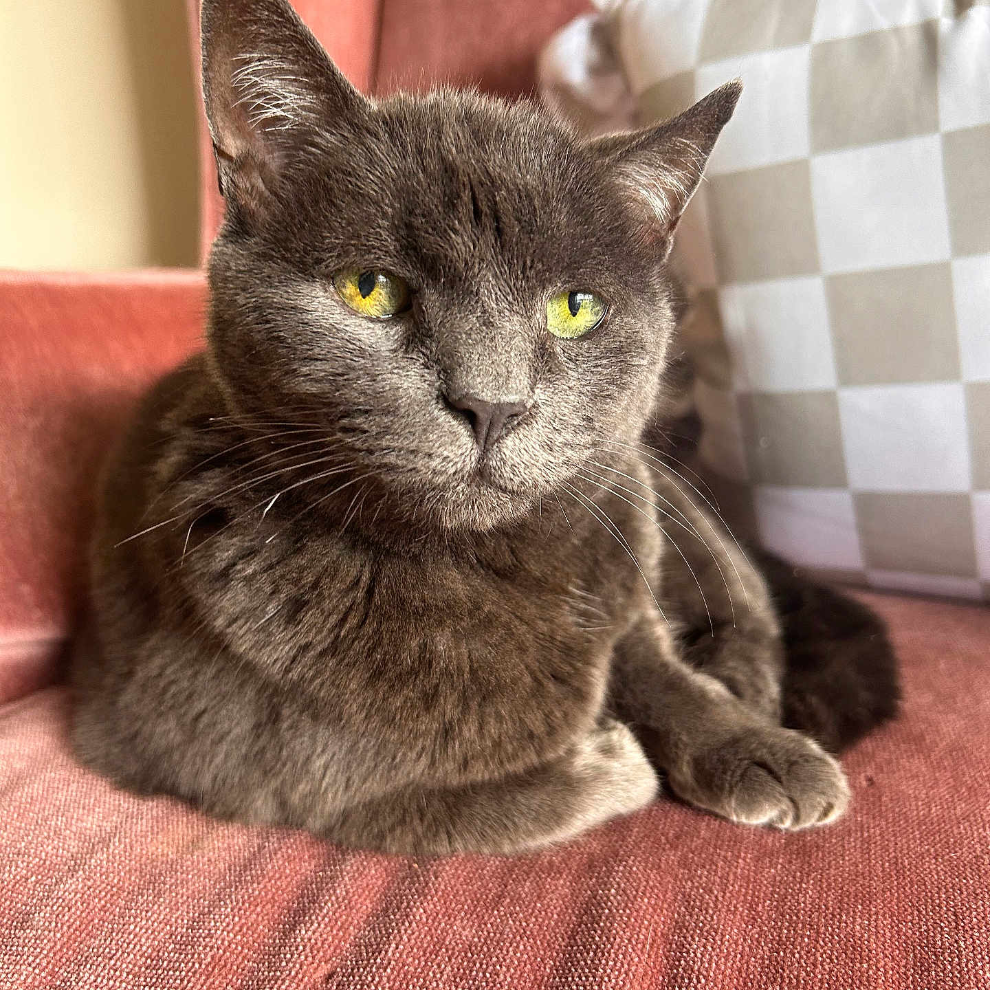 Lily is registered to the contest to win money with this photo: armchair, cat, closeup, comfortable, cozy, cushion, domestic_animal, feline, fur, gray_cat, home, indoor, pet, pink_furniture, portrait, relaxed, resting, seated, whiskers, yellow_eyes
