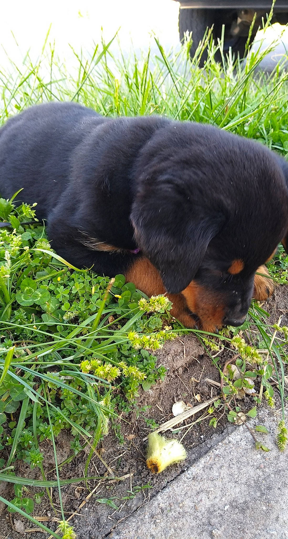Zena. joined the competition — help win amazing prizes! austrian_black_and_tan_hound, beauceron, canidae, carnivore, dog, dog_breed, grass, hunting_dog, lithuanian_hound, mammal, polish_hunting_dog, puppy, rottweiler, smaland_hound, snout, sporting_group, vertebrate
