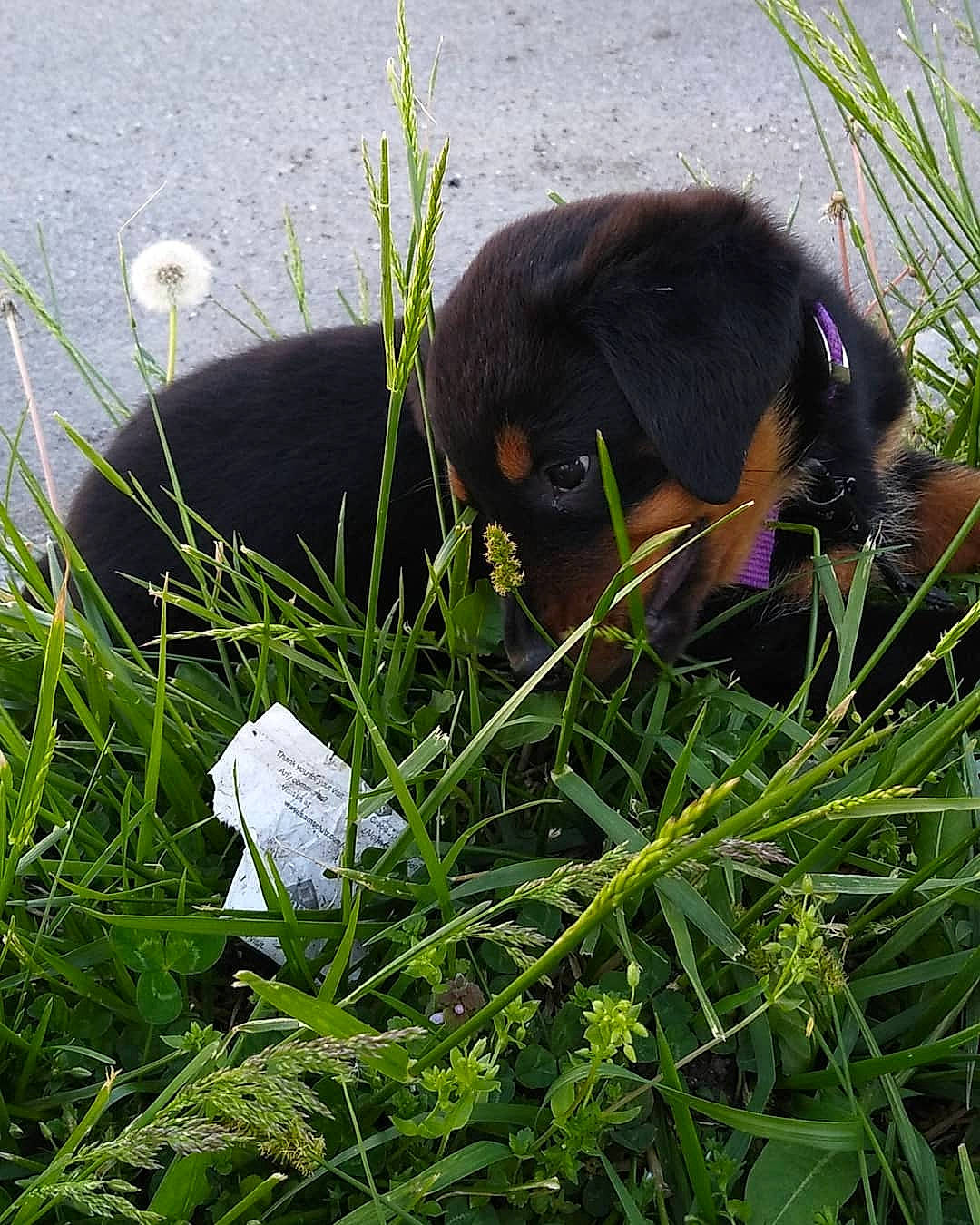 Zena. joined the competition — help win amazing prizes! canidae, carnivore, dog, dog_breed, flower, grass, grass_family, guard_dog, plant, puppy, sporting_group