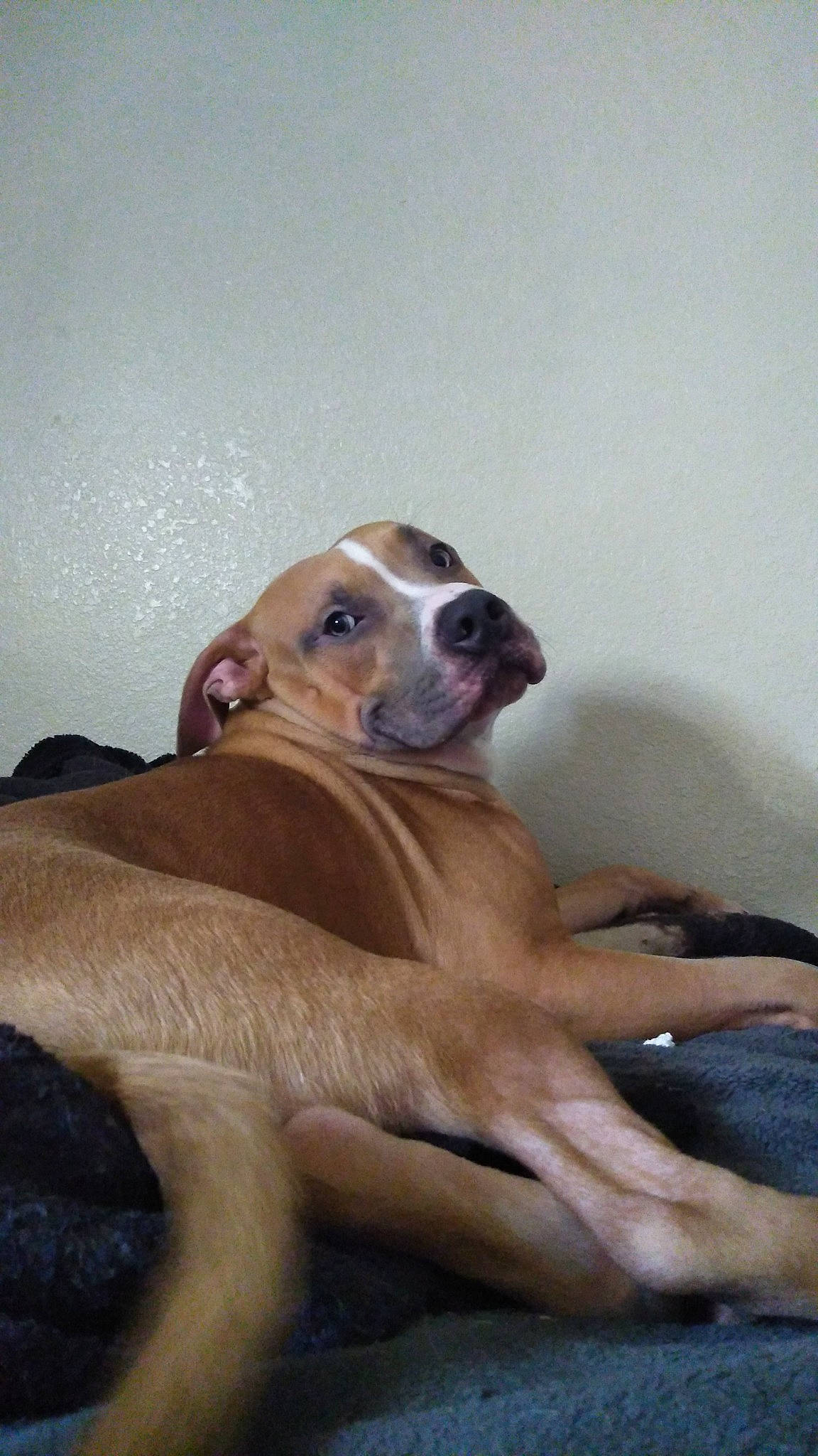 Storm joined the competition — help win amazing prizes! canidae, carnivore, dog, dog_breed, fawn, lurcher, mammal, potcake_dog, snout, sporting_group, vertebrate, whippet