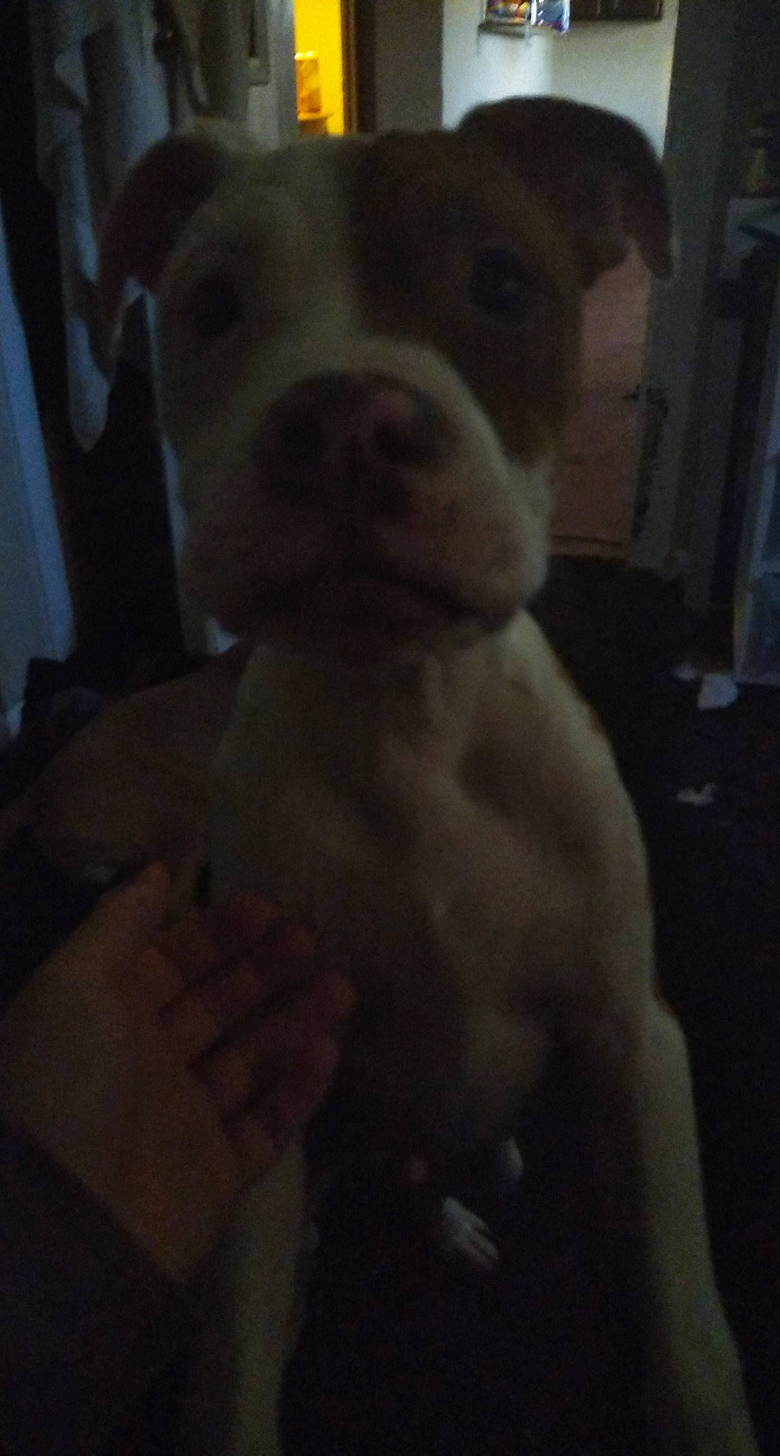 Gizmo joined the competition — help win amazing prizes! american_bulldog, american_pit_bull_terrier, boxer, bulldog, canidae, carnivore, companion_dog, dog, dog_breed, ear, fawn, head, non_sporting_group, nose, olde_english_bulldogge, pit_bull, puppy, snout, sporting_group, valley_bulldog