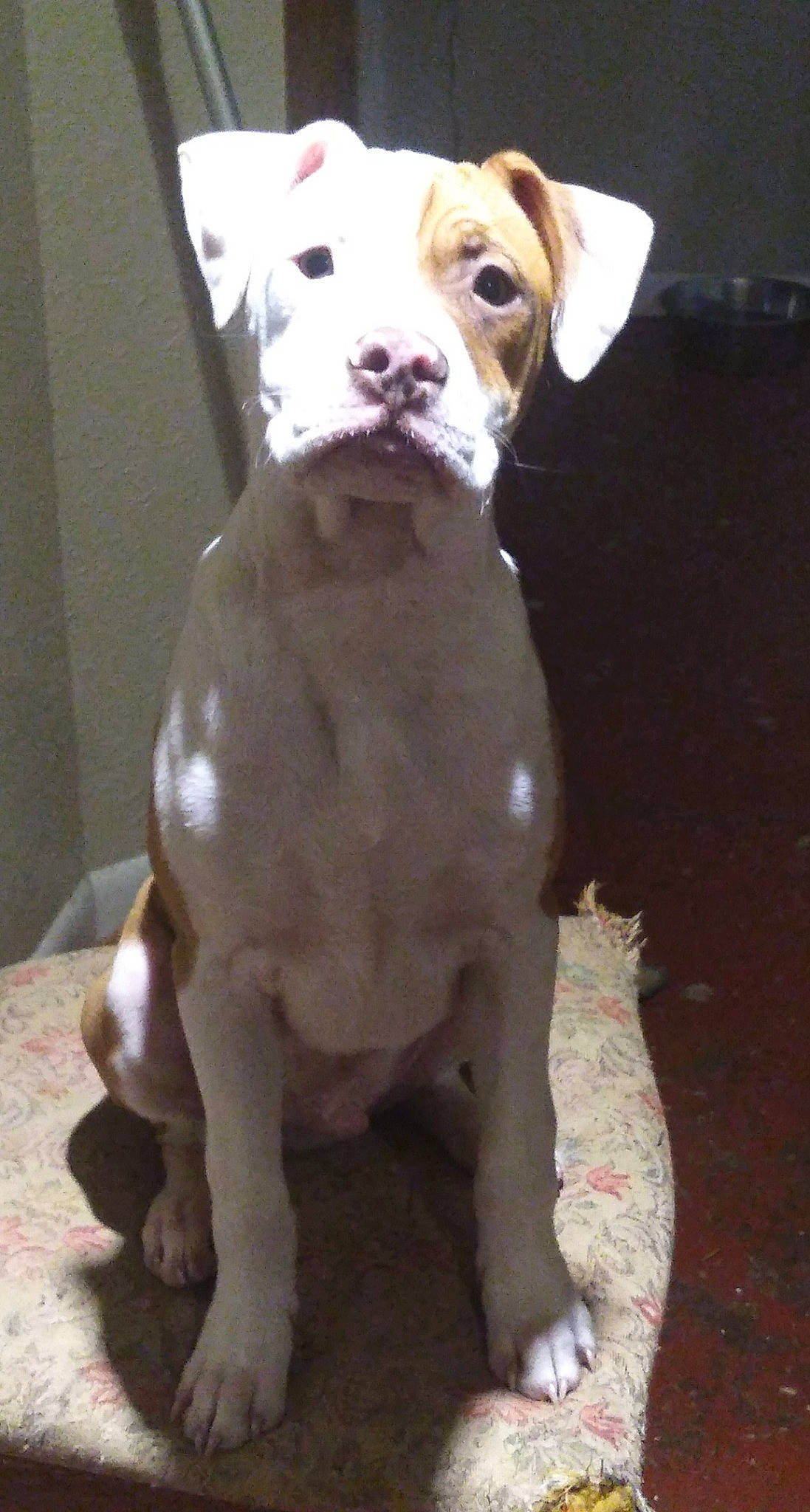 Gizmo joined the competition — help win amazing prizes! american_bulldog, american_pit_bull_terrier, american_staffordshire_terrier, ancient_dog_breeds, boxer, canidae, carnivore, dog, dog_breed, fawn, mammal, non_sporting_group, pit_bull, rare_breed_dog, snout, tail, valley_bulldog, vertebrate