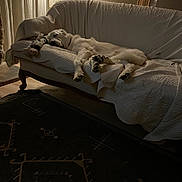 Ted joined the competition — help win amazing prizes! dog, sleeping, couch, quilt, plush_toy, lamp, butterfly_art, window, wooden_frame, curtains, carpet, vintage_furniture, indoor, relaxing, pet, cozy, home, quiet, resting, animal