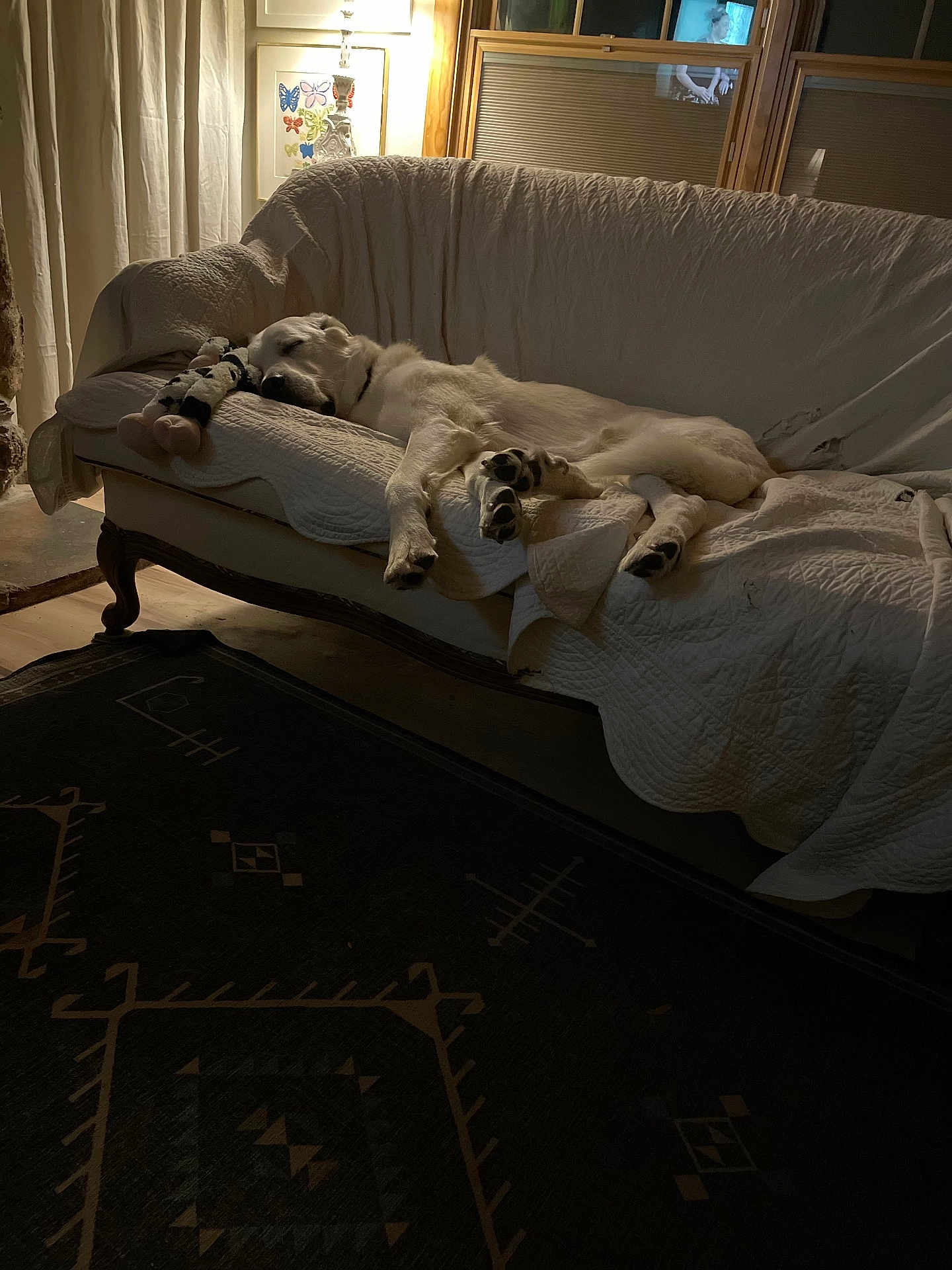 Ted joined the competition — help win amazing prizes! dog, sleeping, couch, quilt, plush_toy, lamp, butterfly_art, window, wooden_frame, curtains, carpet, vintage_furniture, indoor, relaxing, pet, cozy, home, quiet, resting, animal