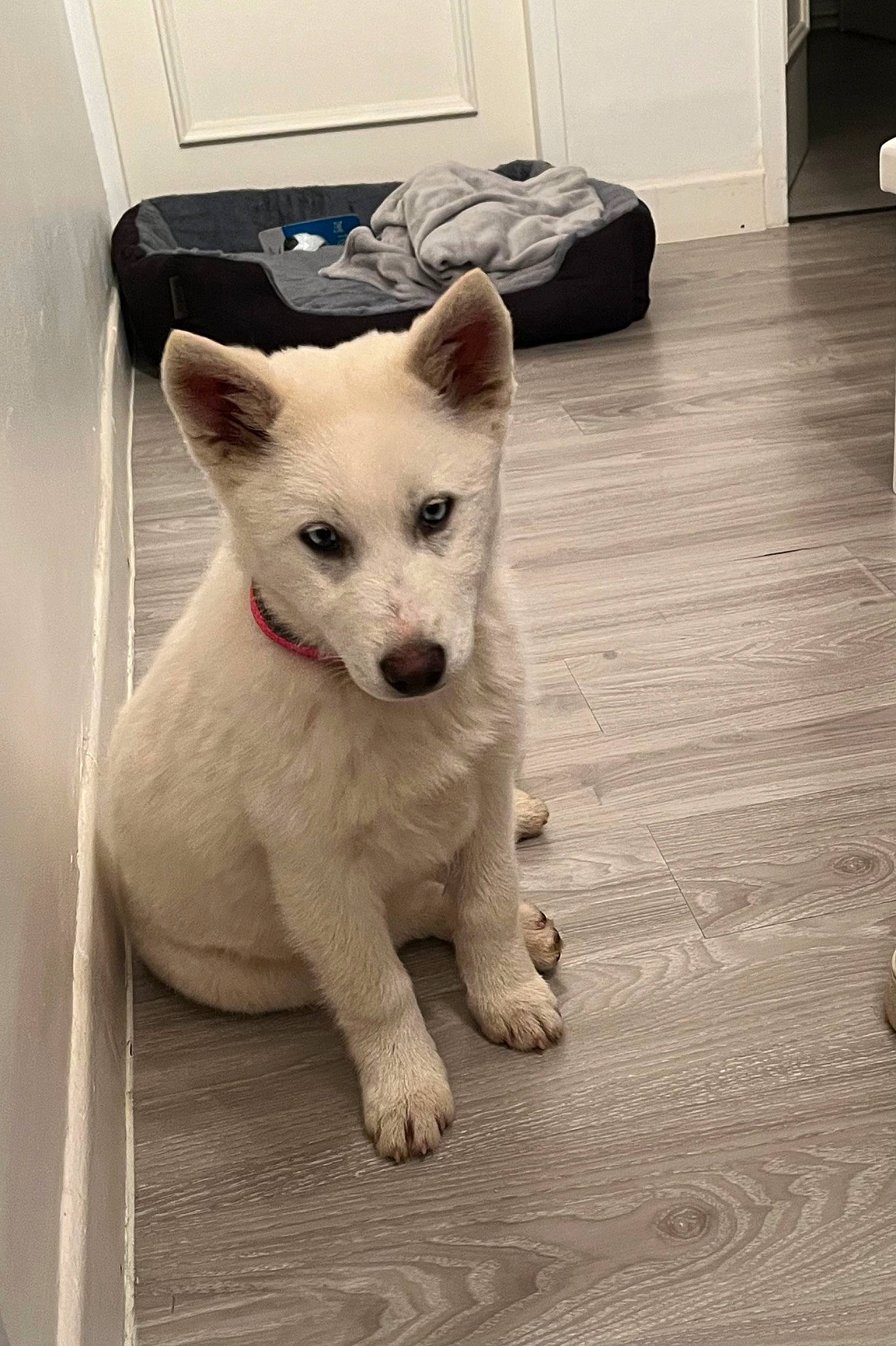 Laya participe au concours pour gagner de l'argent avec cette photo : canidae, carnivore, collar, companion_dog, dog_breed, eye, fawn, felidae, flooring, fur, hardwood, head, paw, small_to_medium_sized_cats, snout, tail, terrestrial_animal, whiskers, wood, working_animal