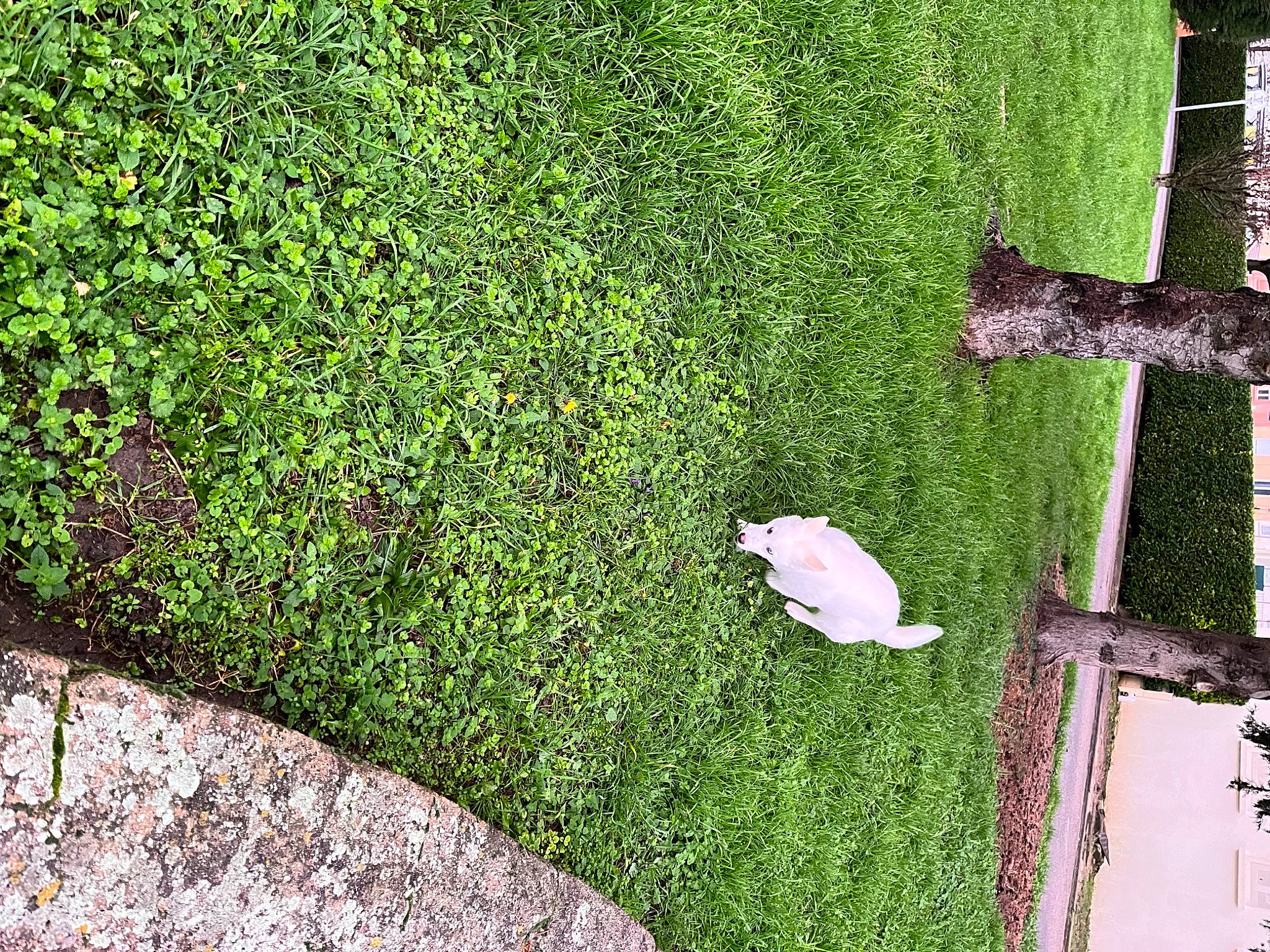 Laya a rejoint le concours — aidez-le/la à gagner de superbes lots ! annual_plant, botany, flooring, garden, grass, grass_family, grassland, groundcover, hedge, landscape, landscaping, lawn, natural_landscape, non_vascular_land_plant, plant, shrub, terrestrial_plant, tree, trunk, wood