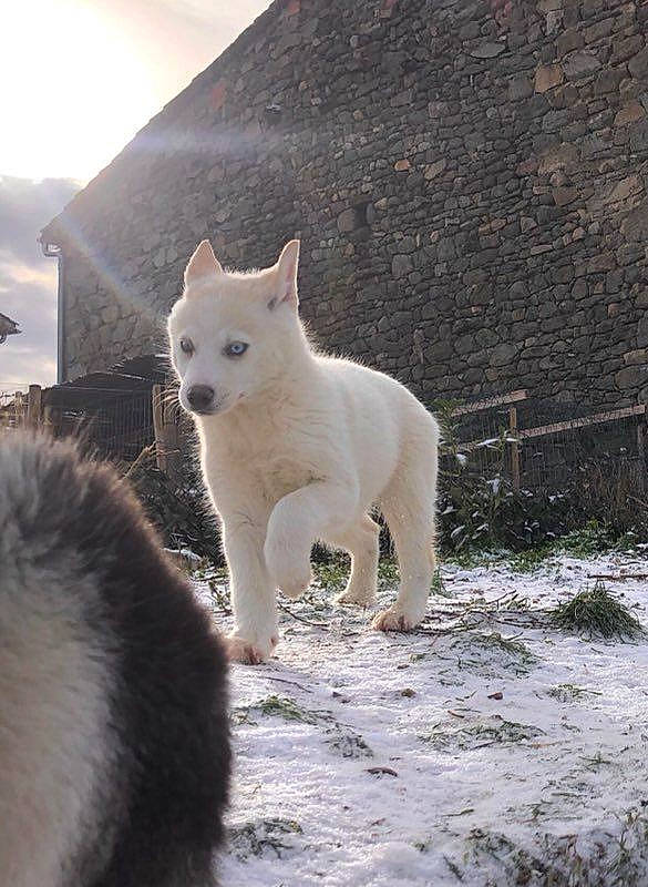 Laya a rejoint le concours — aidez-le/la à gagner de superbes lots ! ancient_dog_breeds, canidae, carnivore, dog_breed, felidae, freezing, fur, non_sporting_group, plant, sky, snout, snow, tail, terrestrial_animal, wildlife, winter