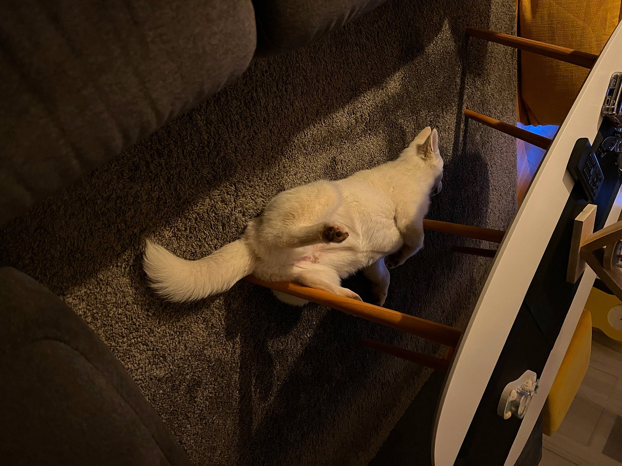 Laya a rejoint le concours — aidez-le/la à gagner de superbes lots ! canidae, carnivore, chair, comfort, companion_dog, couch, dog, dog_breed, fawn, felidae, flooring, linens, small_to_medium_sized_cats, snout, tail, tints_and_shades, toy_dog, vehicle_door, whiskers, wood