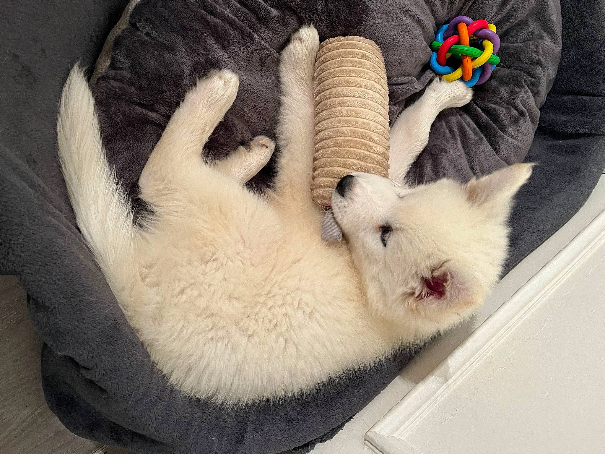 Bounty a rejoint le concours — aidez-le/la à gagner de superbes lots ! balinese, carnivore, cat, claw, comfort, companion_dog, domestic_short_haired_cat, fawn, felidae, fur, gesture, linens, mammal, paw, small_to_medium_sized_cats, tail, textile, thai, whiskers, wool