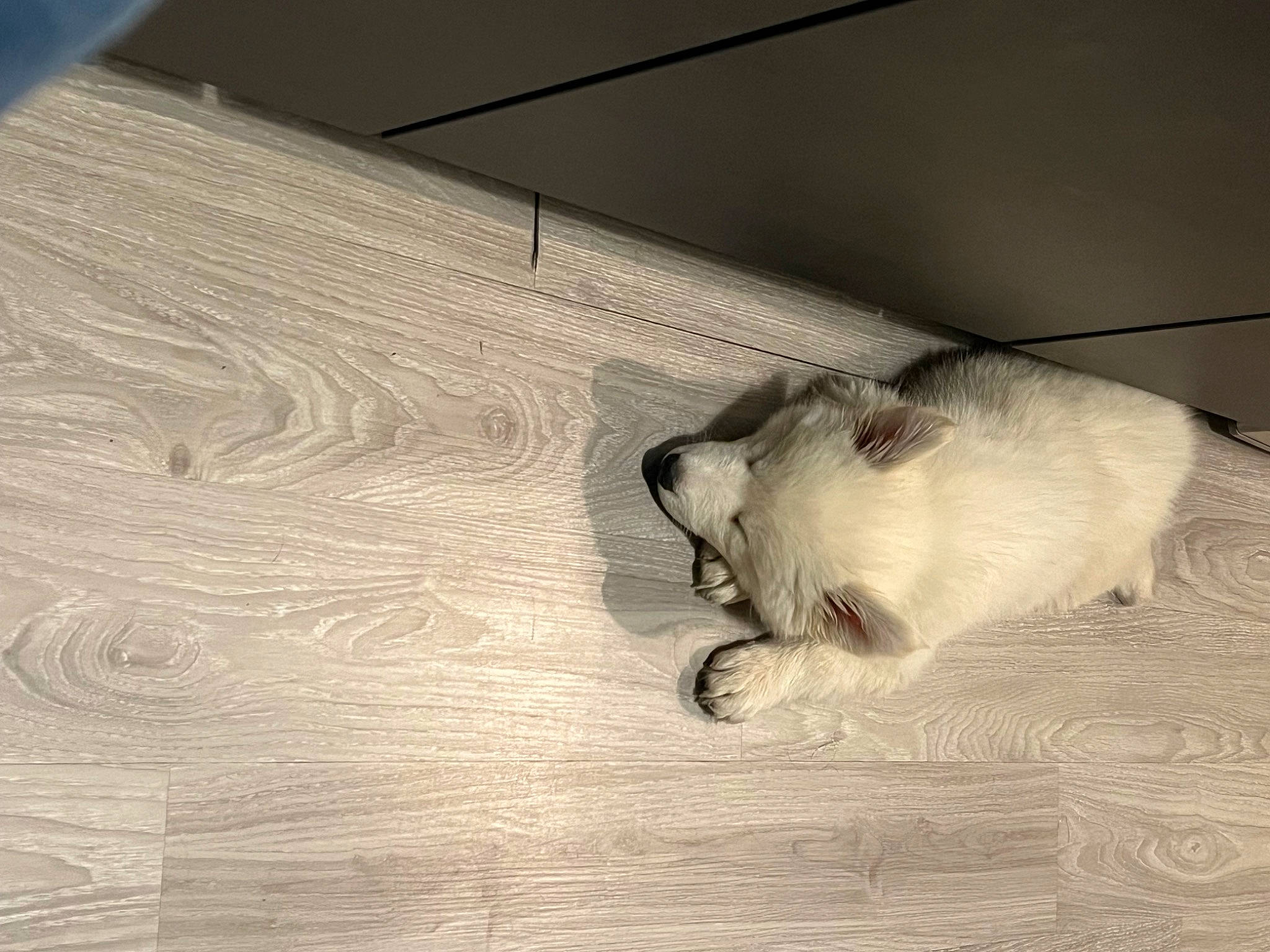 Bounty participe au concours pour gagner de l'argent avec cette photo : canidae, carnivore, comfort, companion_dog, dog, dog_breed, fawn, felidae, flooring, fur, hardwood, paw, small_to_medium_sized_cats, snout, sporting_group, tail, tints_and_shades, whiskers, wood, wood_flooring