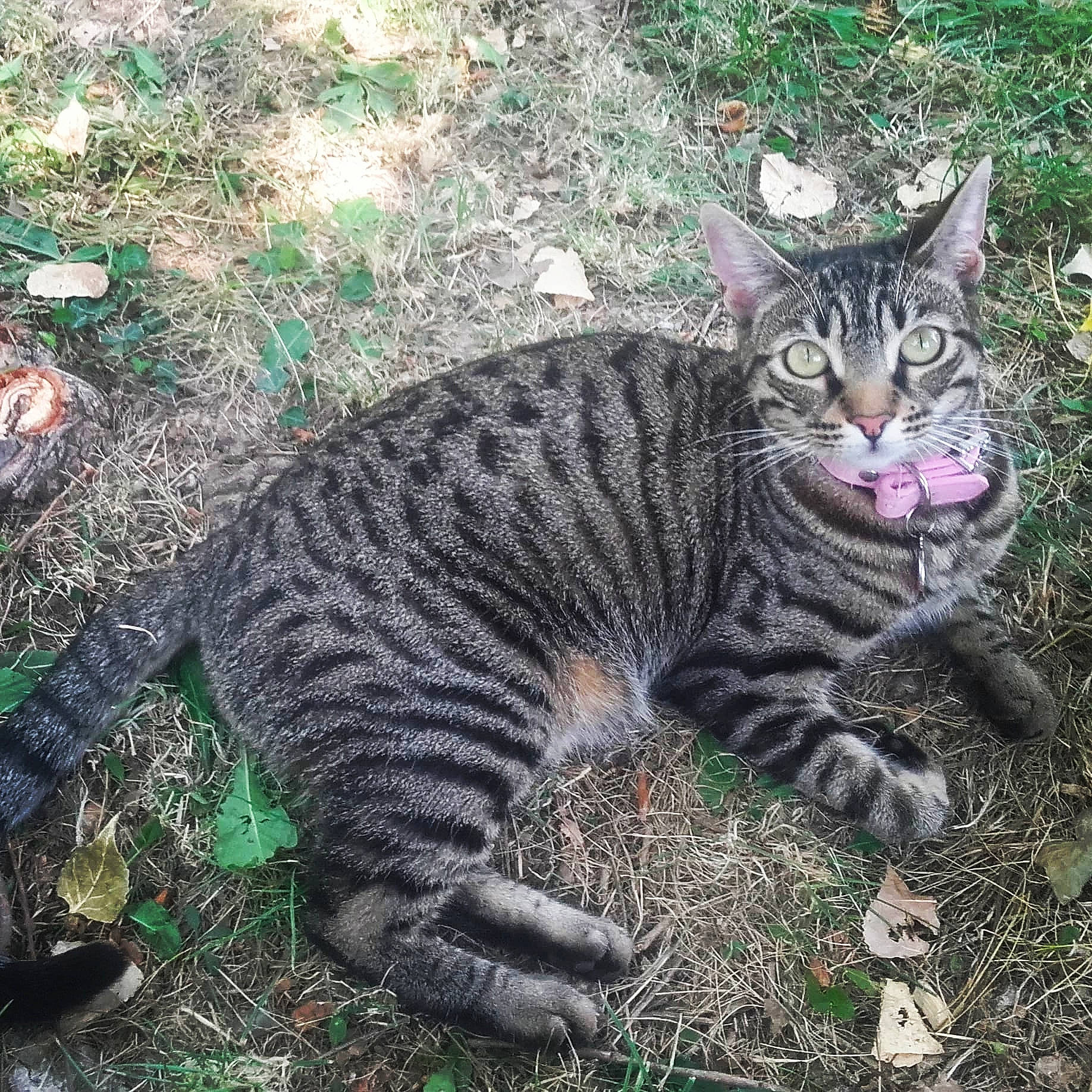 Cooky participe au concours pour gagner de l'argent avec cette photo : california_spangled, carnivore, cat, domestic_short_haired_cat, dragon_li, european_shorthair, felidae, grass, mammal, pixie_bob, sky, small_to_medium_sized_cats, snout, tabby_cat, terrestrial_animal, toyger, tree, whiskers, wild_cat, wilderness