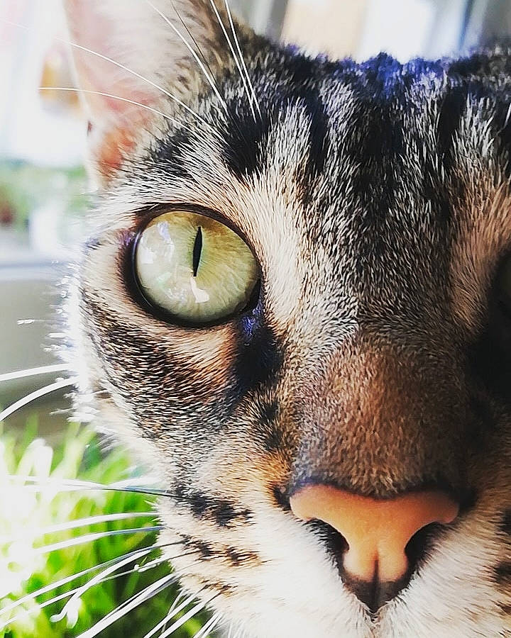Cooky participe au concours pour gagner de l'argent avec cette photo : aegean_cat, american_wirehair, asian, bengal, carnivore, cat, close_up, domestic_short_haired_cat, european_shorthair, eye, felidae, fur, grass, nose, organ, small_to_medium_sized_cats, snout, tabby_cat, whiskers, wildlife