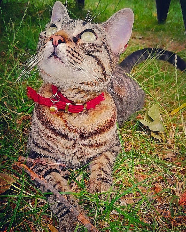 Cooky participe au concours pour gagner de l'argent avec cette photo : american_shorthair, asian, carnivore, cat, domestic_short_haired_cat, european_shorthair, felidae, grass, kitten, mammal, ocicat, pixie_bob, plant, small_to_medium_sized_cats, snout, sokoke, tabby_cat, tree, vertebrate, whiskers