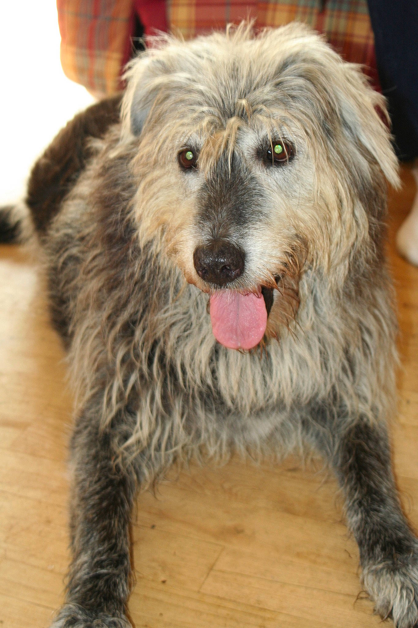 Belle participe au concours pour gagner de l'argent avec cette photo : berger_picard, bosnian_coarse_haired_hound, bouvier_des_ardennes, canidae, carnivore, catalan_sheepdog, dog, dog_breed, dutch_smoushond, glen_of_imaal_terrier, irish_wolfhound, mammal, pyrenean_shepherd, rare_breed_dog, sapsali, scottish_deerhound, sporting_group, sporting_lucas_terrier, terrier, vertebrate