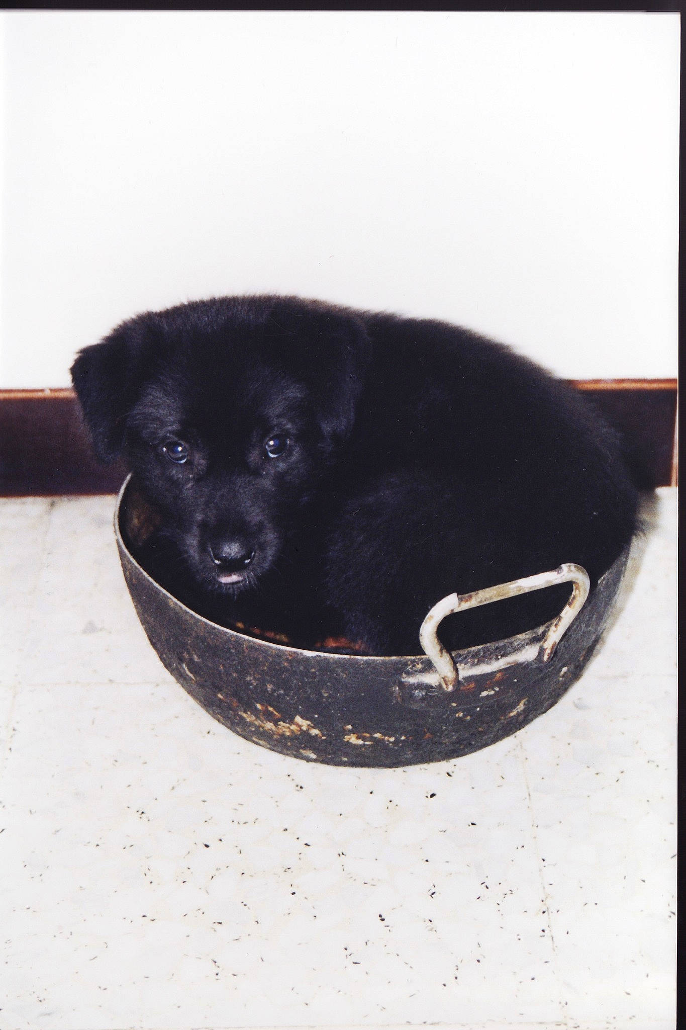 Belle a rejoint le concours — aidez-le/la à gagner de superbes lots ! black, borador, canidae, carnivore, companion_dog, dog, dog_breed, labrador_retriever, patterdale_terrier, puppy, sporting_group