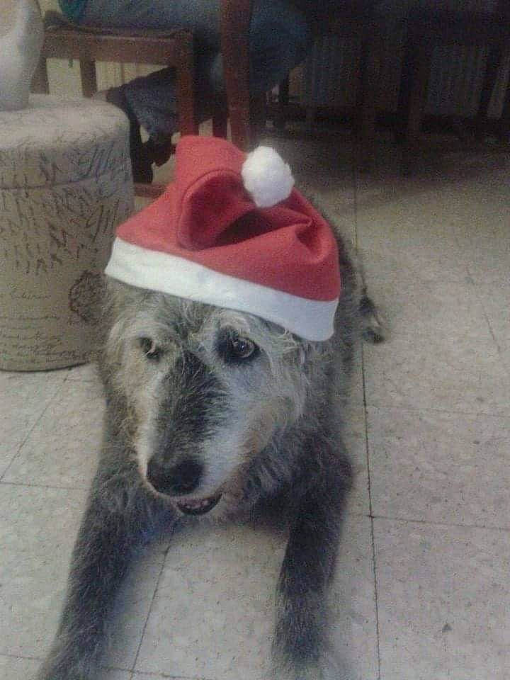 Belle participe au concours pour gagner de l'argent avec cette photo : canidae, carnivore, dog, dog_breed, irish_wolfhound, mammal, snout