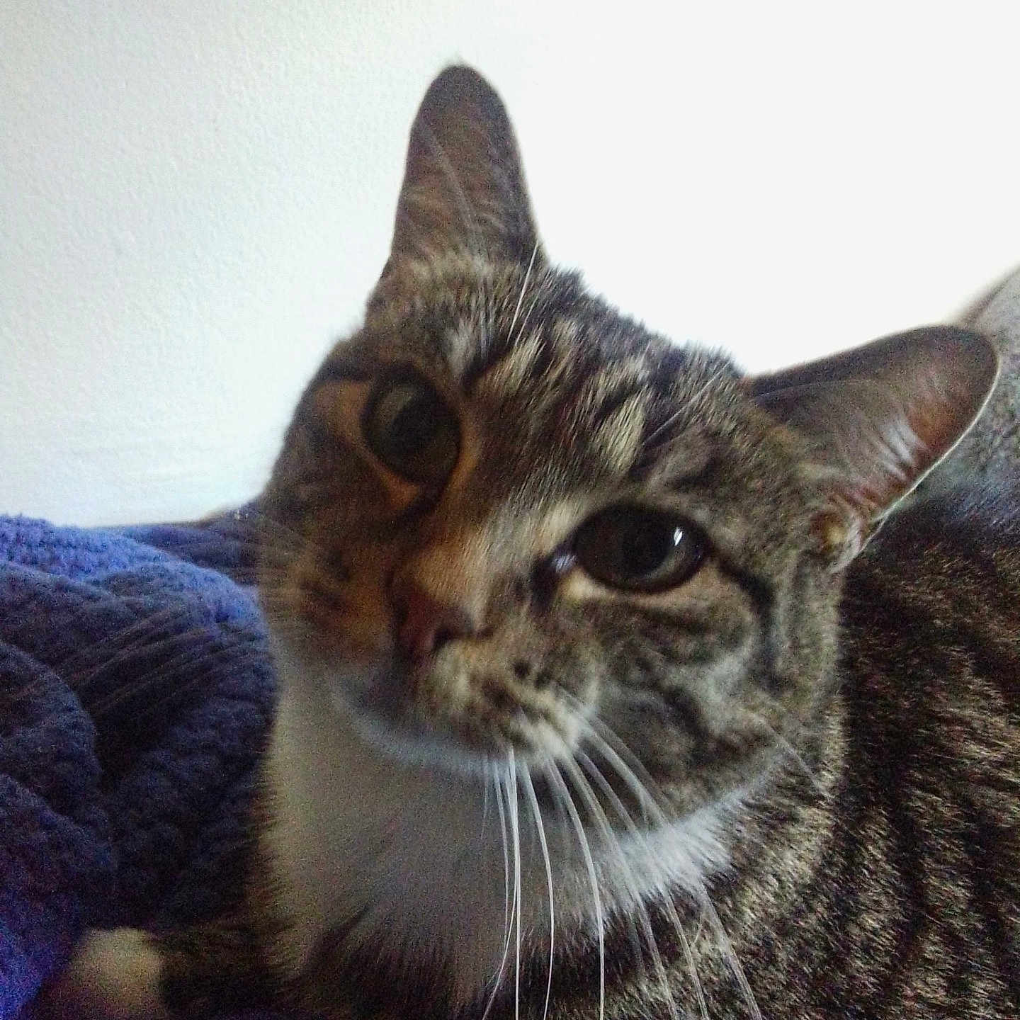 Kitty joined the competition — help win amazing prizes! animal, blanket, cat, close_up, curious, cute, domestic_cat, ears, eyes, face, feline, fur, indoor, pet, portrait, purple, resting, tabby_cat, texture, whiskers